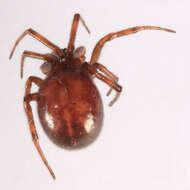 Image of False widow