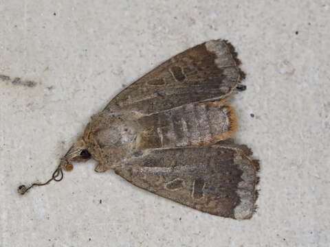 صورة Abagrotis alternata Grote 1864