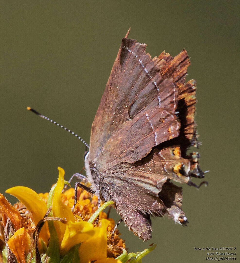 صورة Satyrium polingi