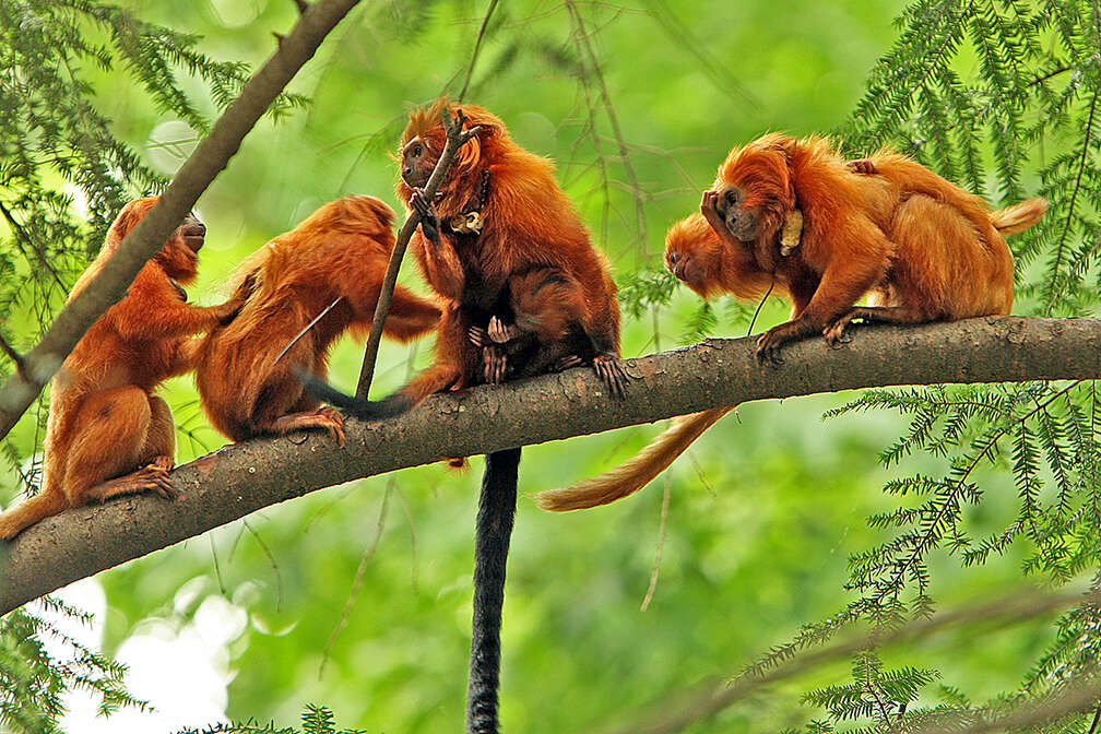 Image of Golden Lion Tamarin