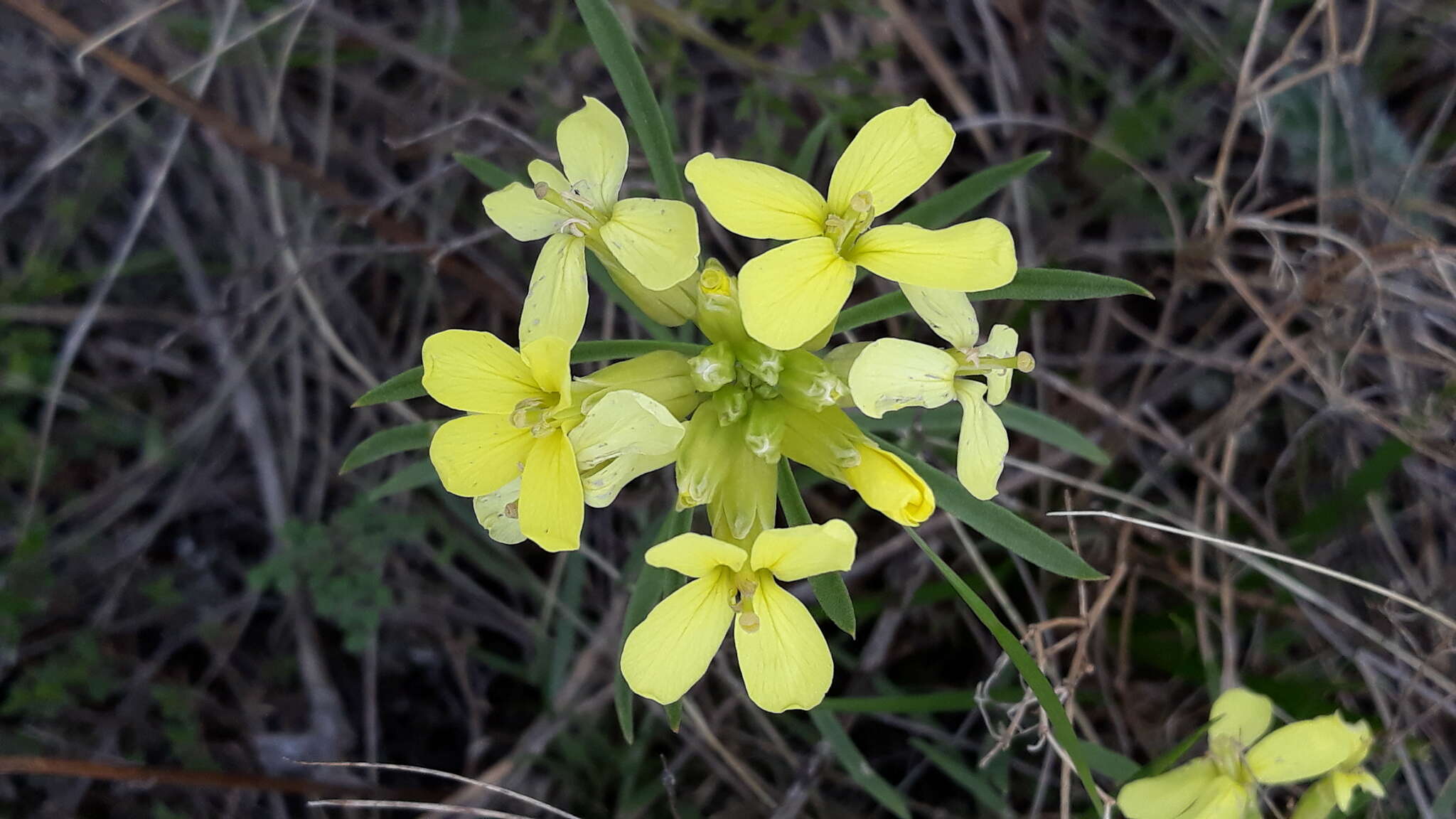 Image of Erysimum flavum (Georgi) Bobrov