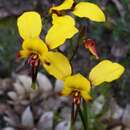 Diuris amplissima D. L. Jones的圖片