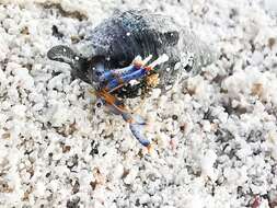 Image of blue-legged hermit crab