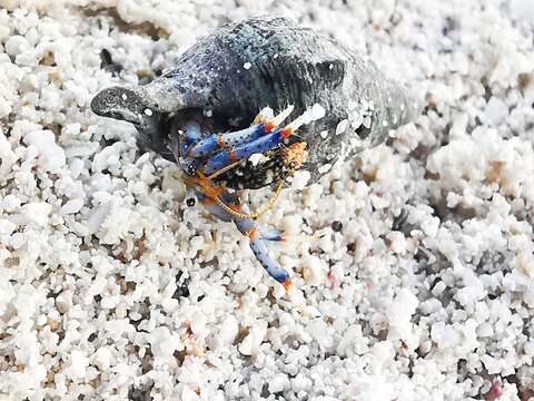 Image de Clibanarius tricolor (Gibbes 1850)