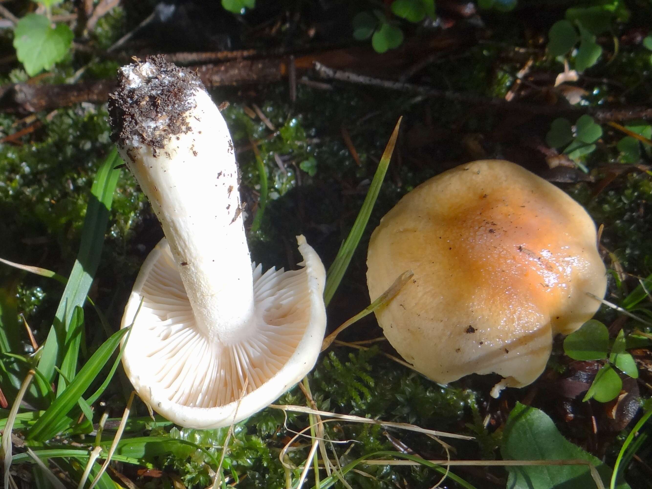 Image of Hygrophorus pudorinus (Fr.) Fr. 1836