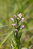 Image of Brachycorythis pubescens Harv.