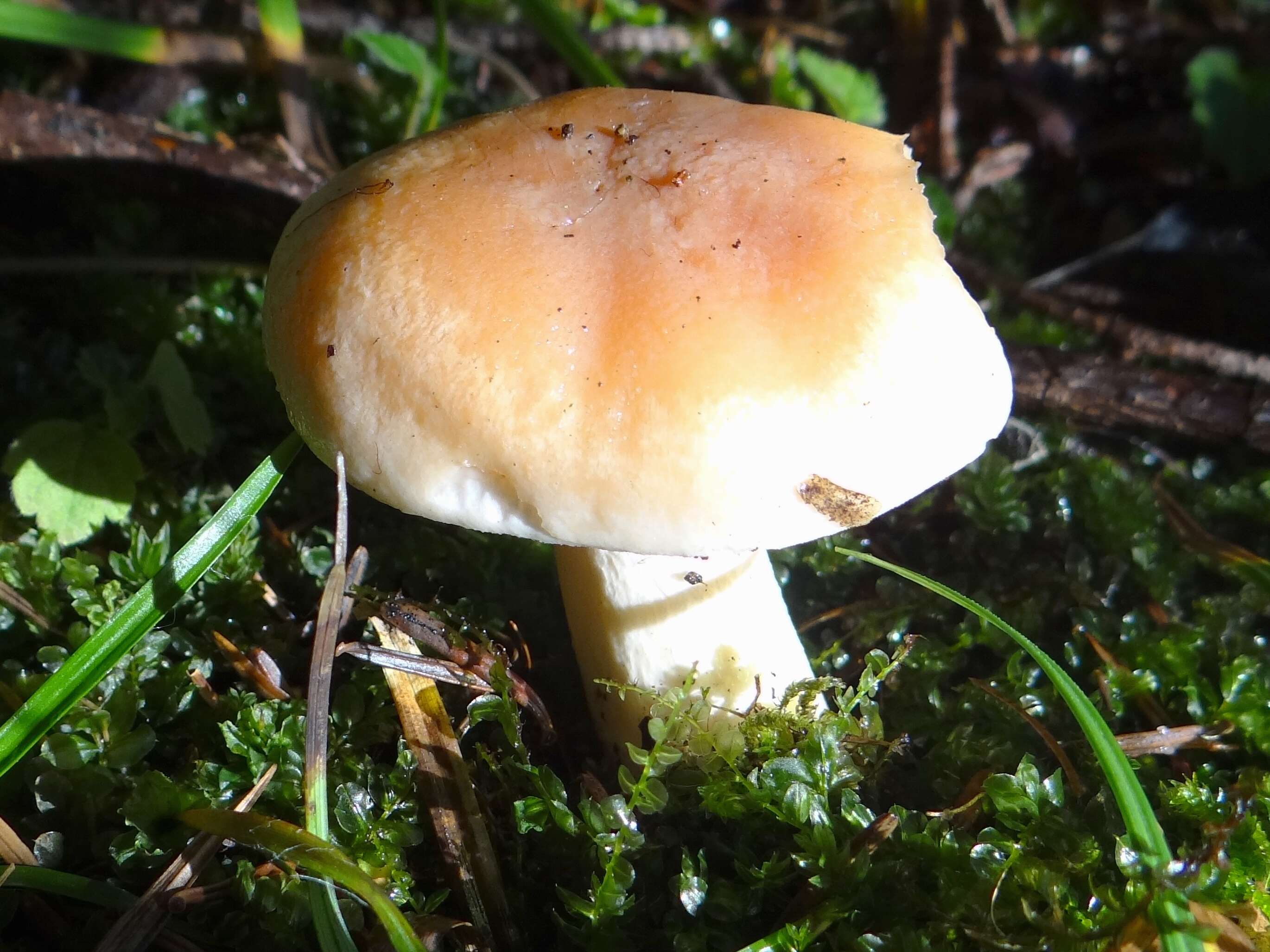 Image of Hygrophorus pudorinus (Fr.) Fr. 1836