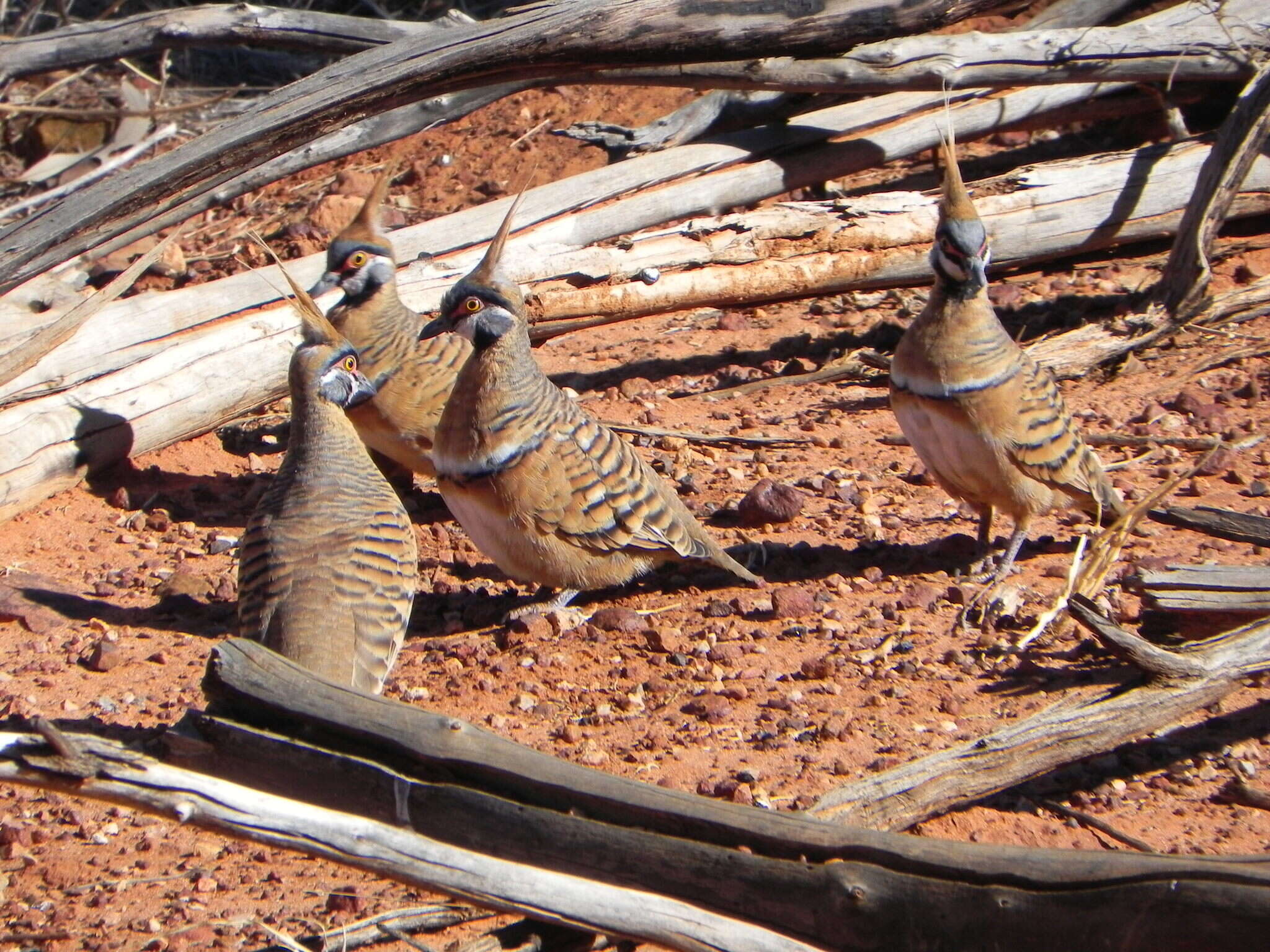 صورة Geophaps plumifera Gould 1842