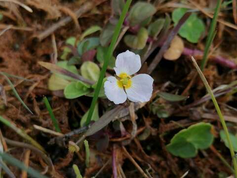 Image de Alisma Fausse Renoncule