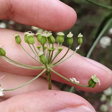 Physospermum verticillatum (Waldst. & Kit.) Vis.的圖片