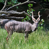 Image of Lesser Kudu