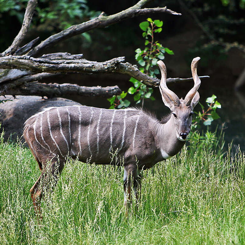 Image of Lesser Kudu