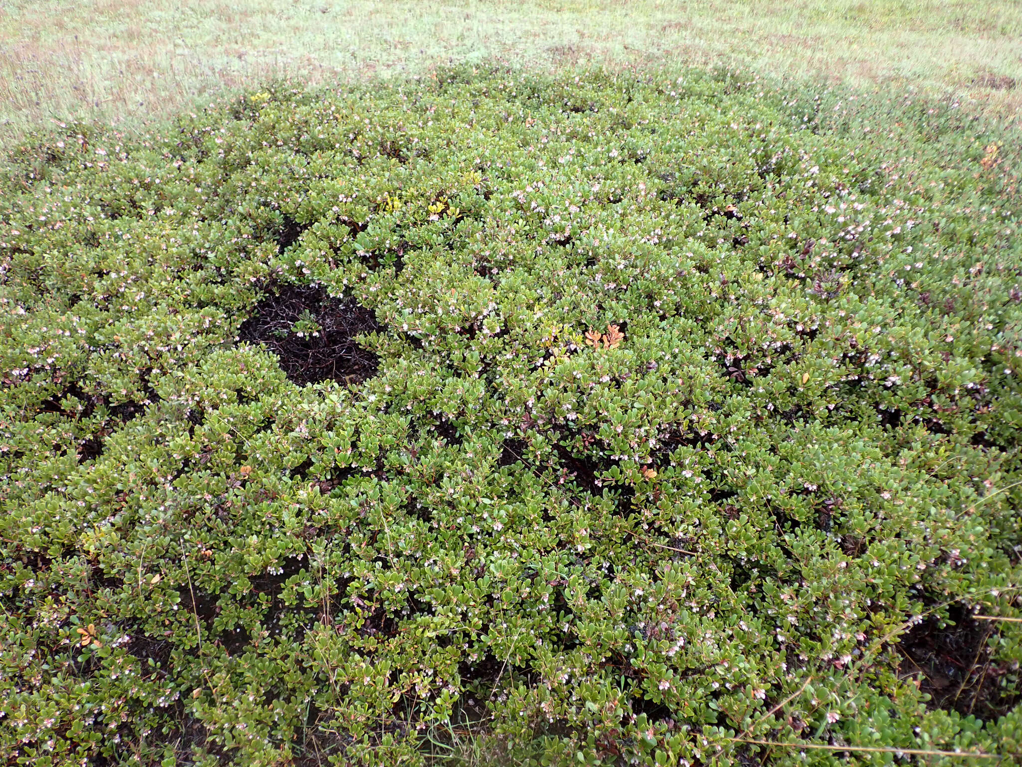 Image de Arctostaphylos pumila Nutt.