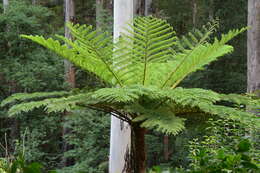 Image of Lacy Tree Fern