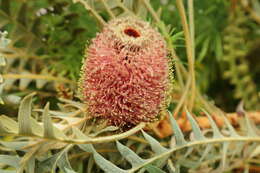 Image of Banksia blechnifolia F. Müll.