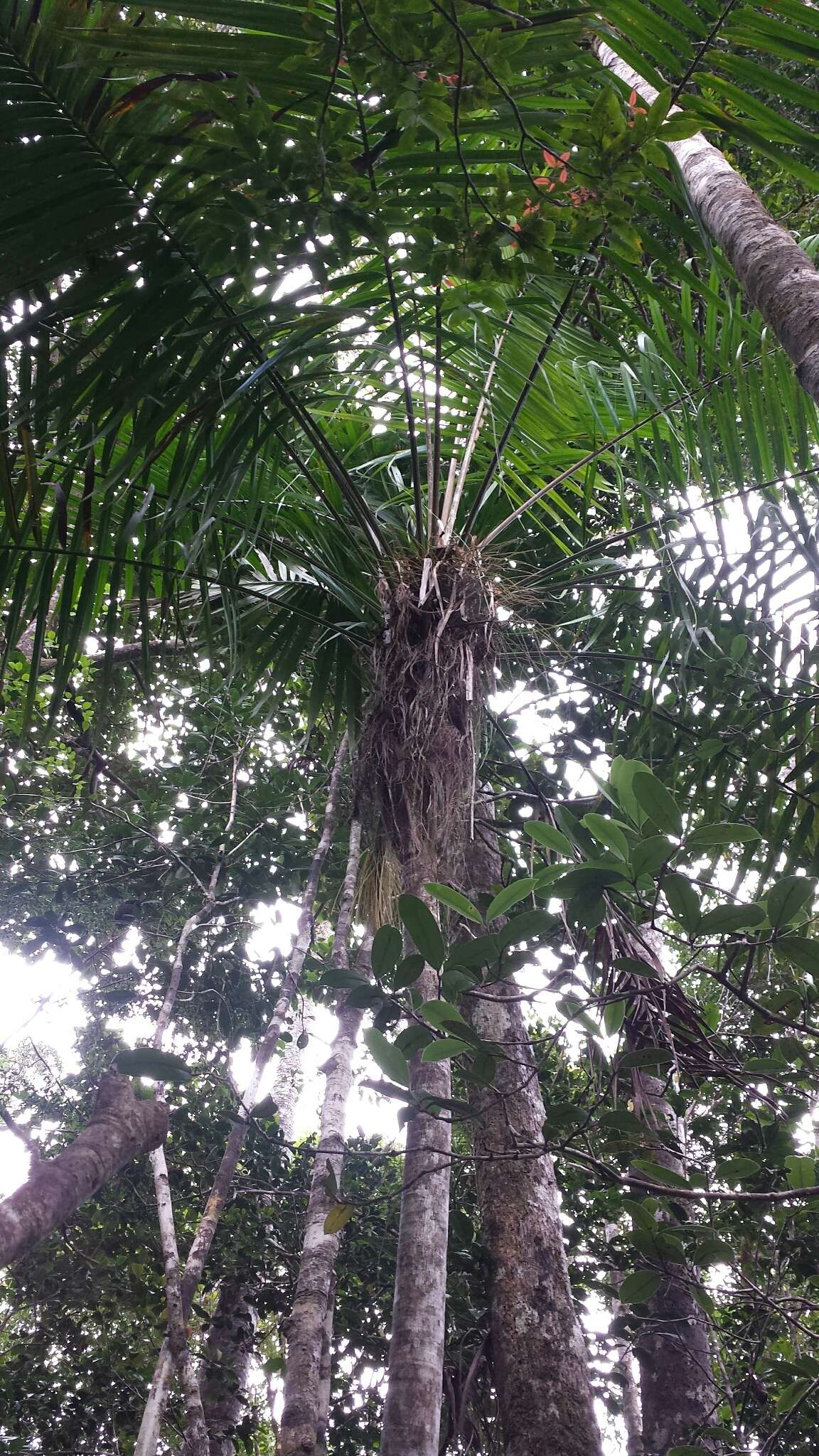 Image of Dypsis fibrosa (C. H. Wright) Beentje & J. Dransf.