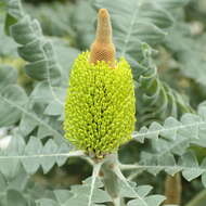 Image of Bull Banksia