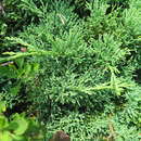 Image de Juniperus sabina var. dauurica