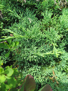 Image of Juniperus sabina var. dauurica