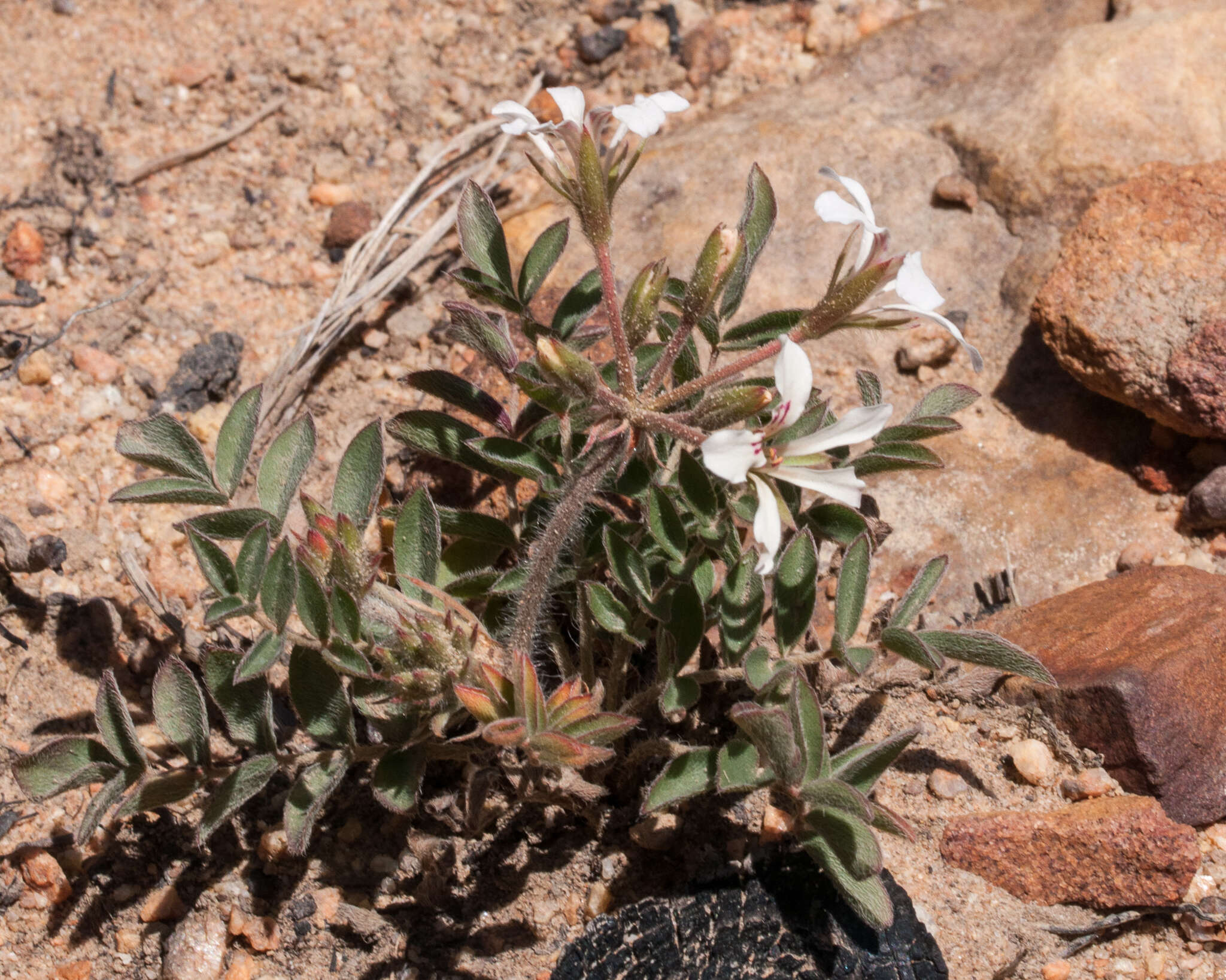 Image of Pelargonium trifoliolatum (Eckl. & Zeyh.) Steud.