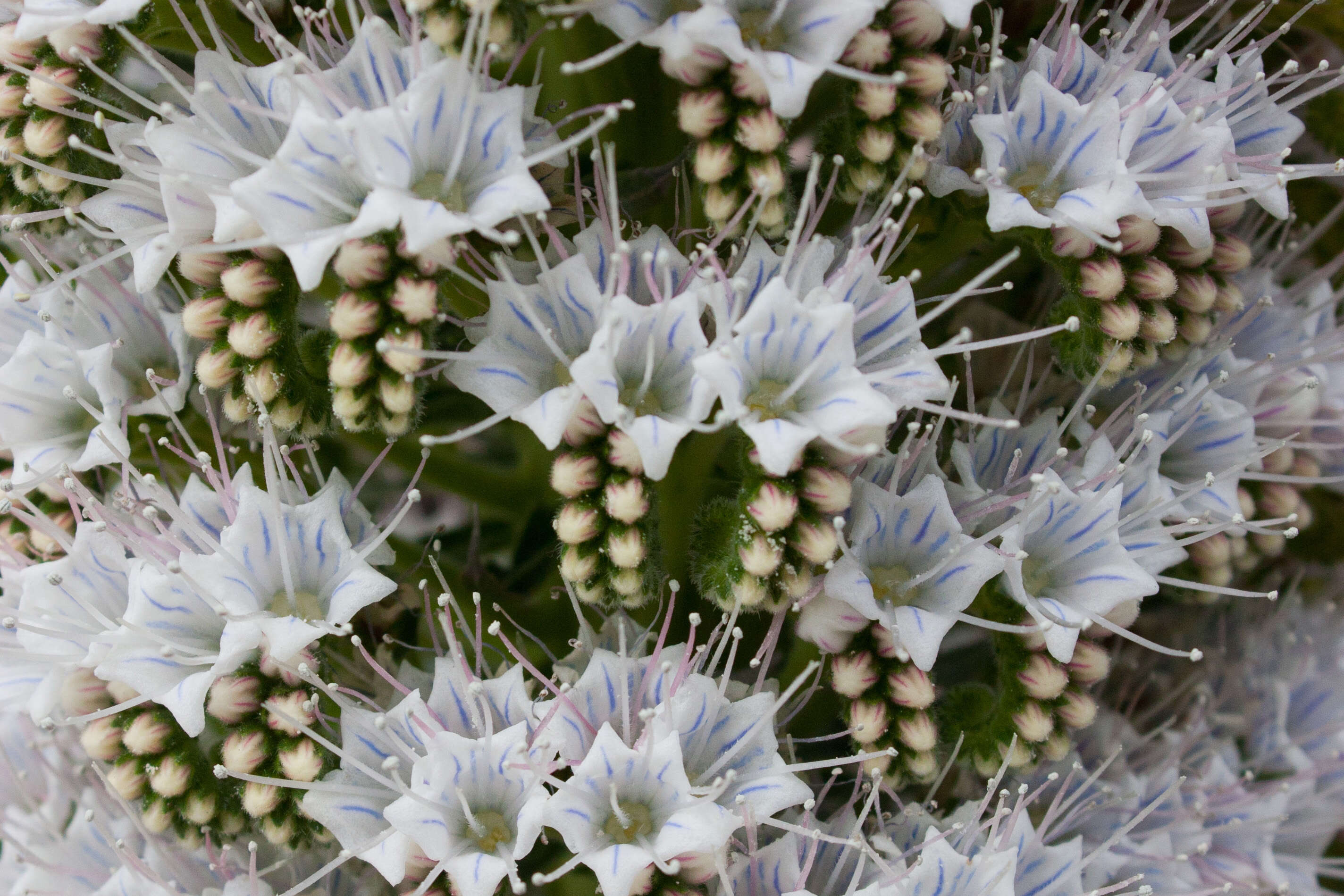 Image of Echium simplex DC.