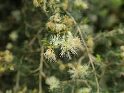 Image of Melaleuca cuticularis Labill.