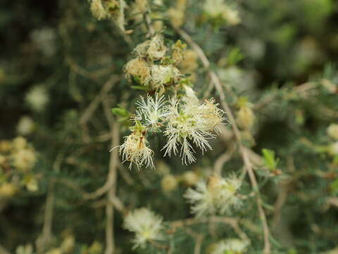 Image of Melaleuca cuticularis Labill.