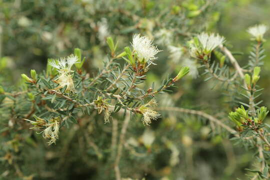 Image of Melaleuca cuticularis Labill.