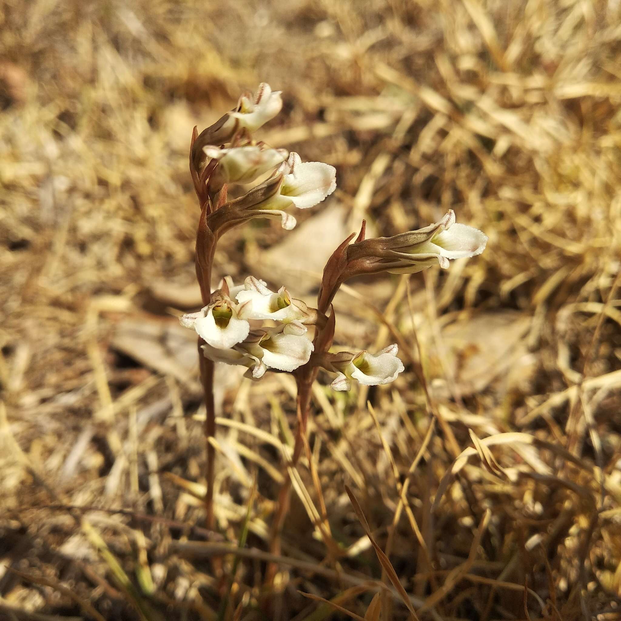 Image of Schiedeella crenulata (L. O. Williams) Espejo & López-Ferr.