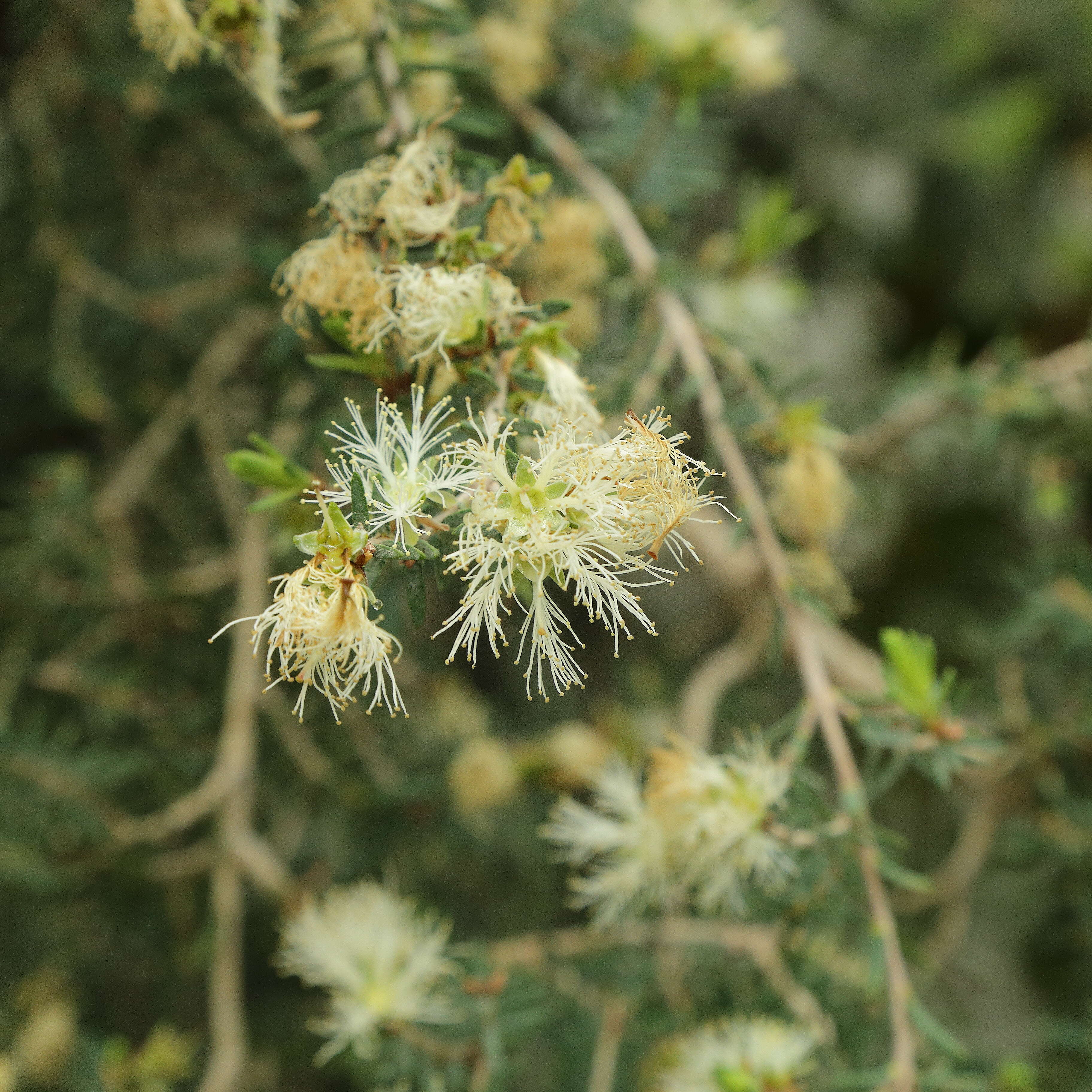 Image of Melaleuca cuticularis Labill.