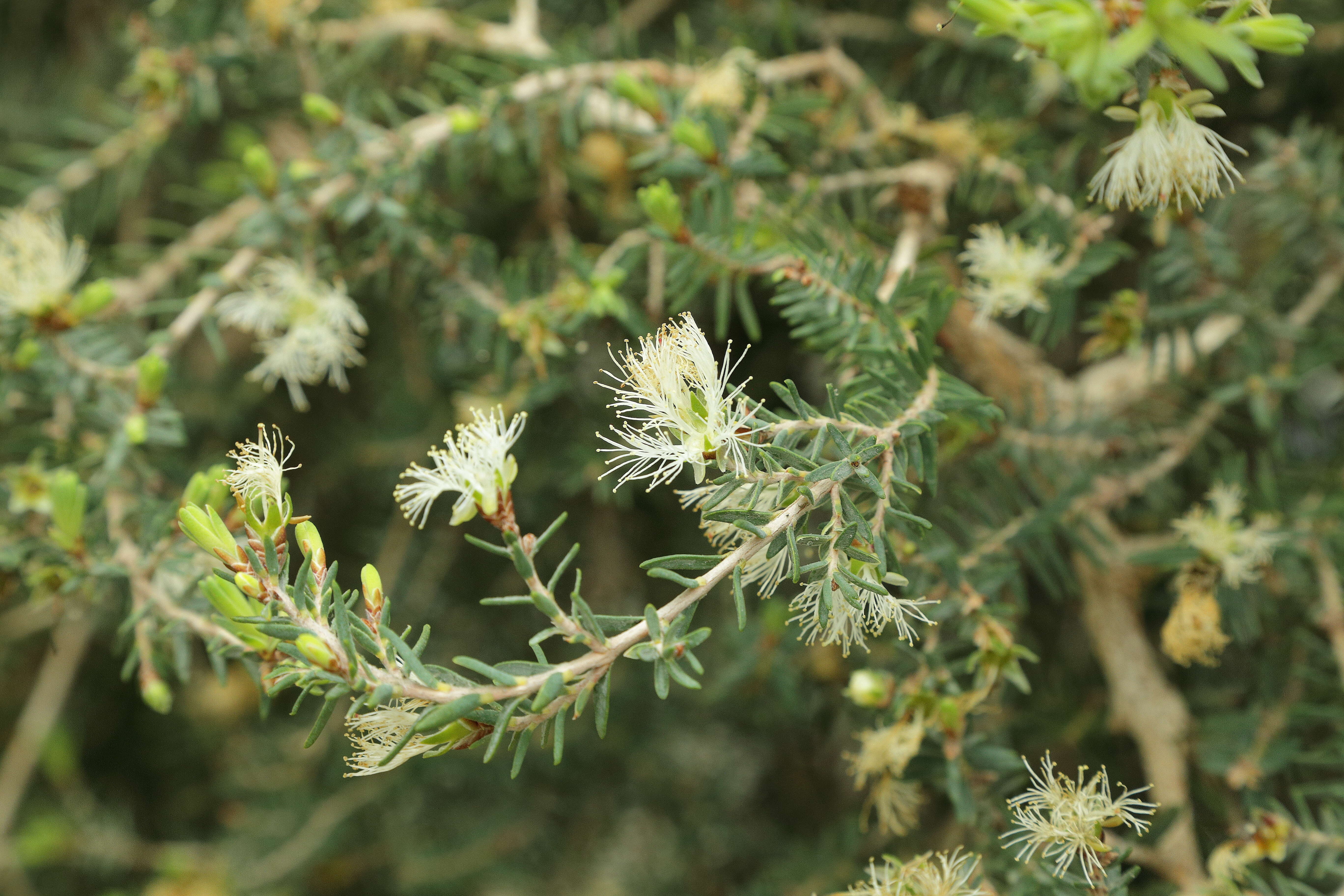 Image of Melaleuca cuticularis Labill.