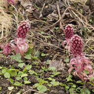 Image of pestilence wort