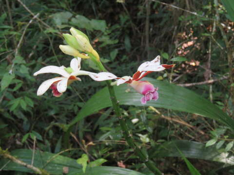 Image of Phaius callosus (Blume) Lindl.