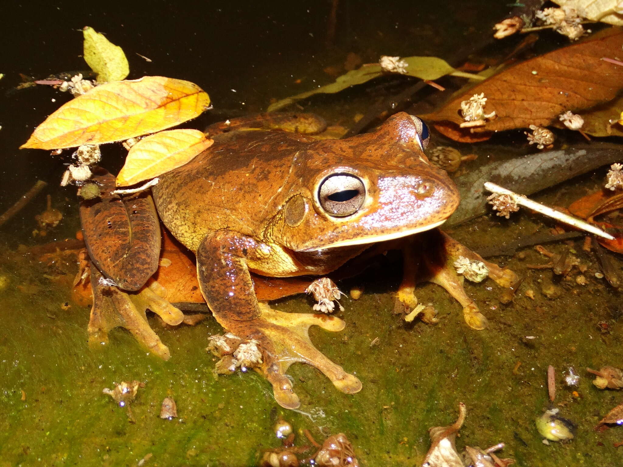 Image of Blacksmith tree frog