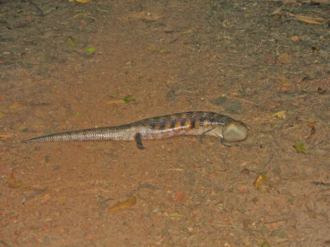 Image of eastern blue-tongued lizard