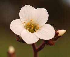 Plancia ëd Saxifraga granulata L.