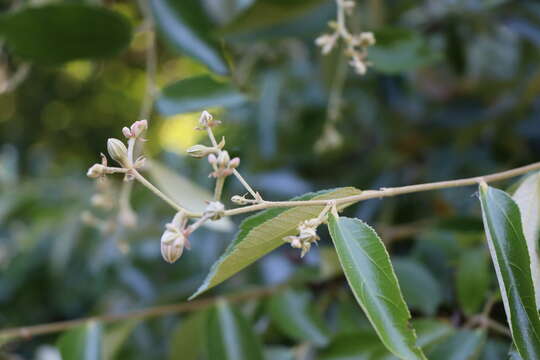 Image of Luehea divaricata Mart.