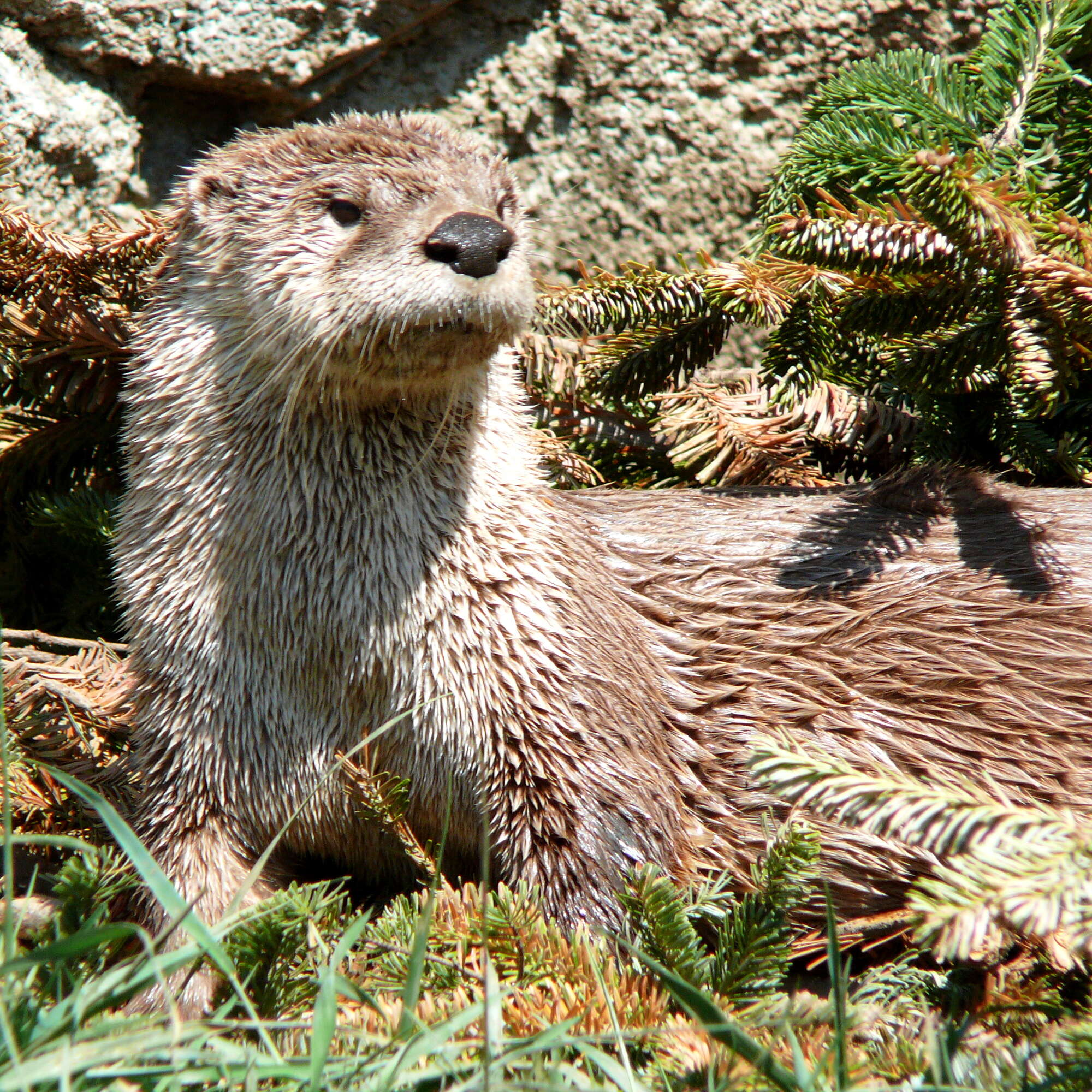 Image of Otter sp.