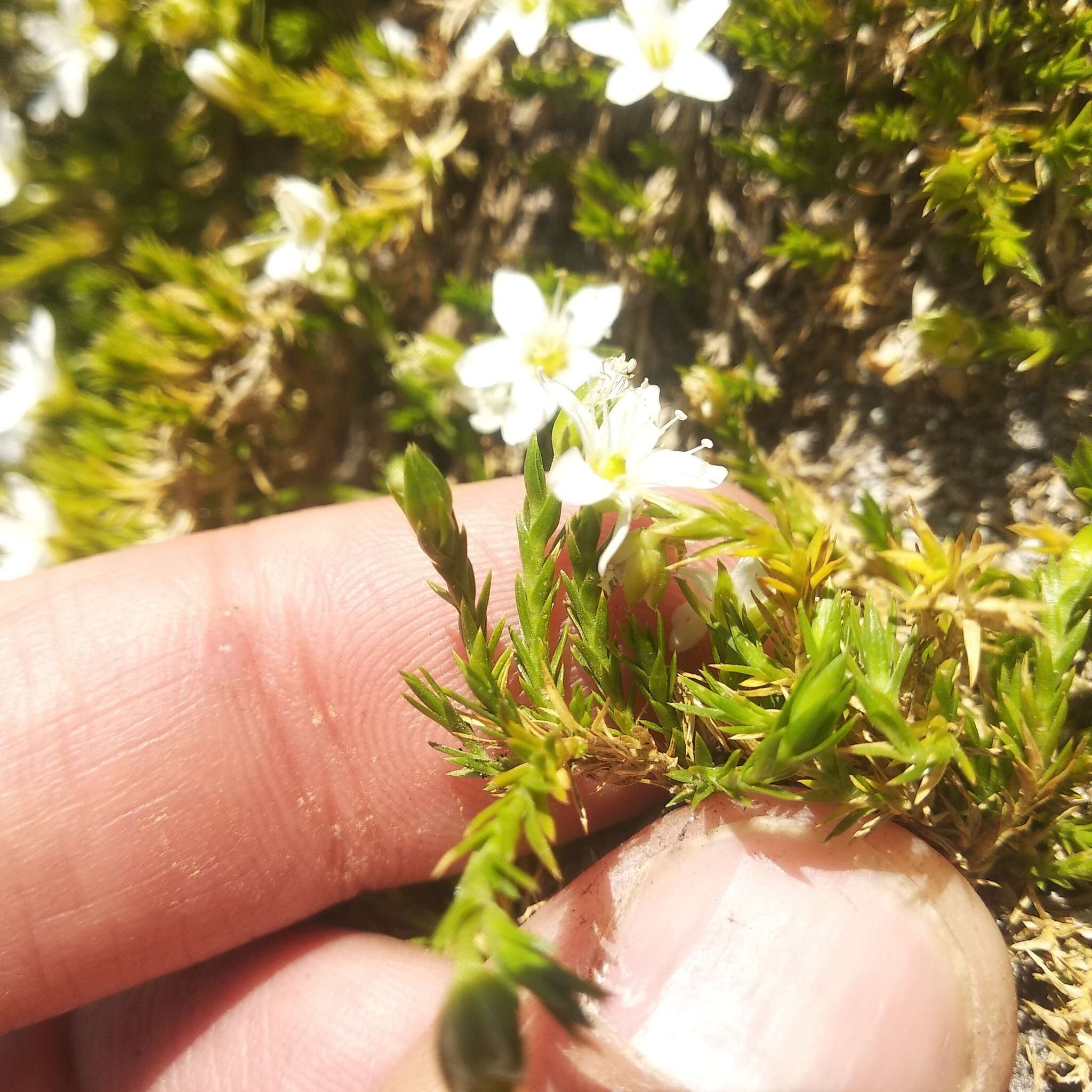 Image of Arenaria lycopodioides Willd. ex Schltdl.