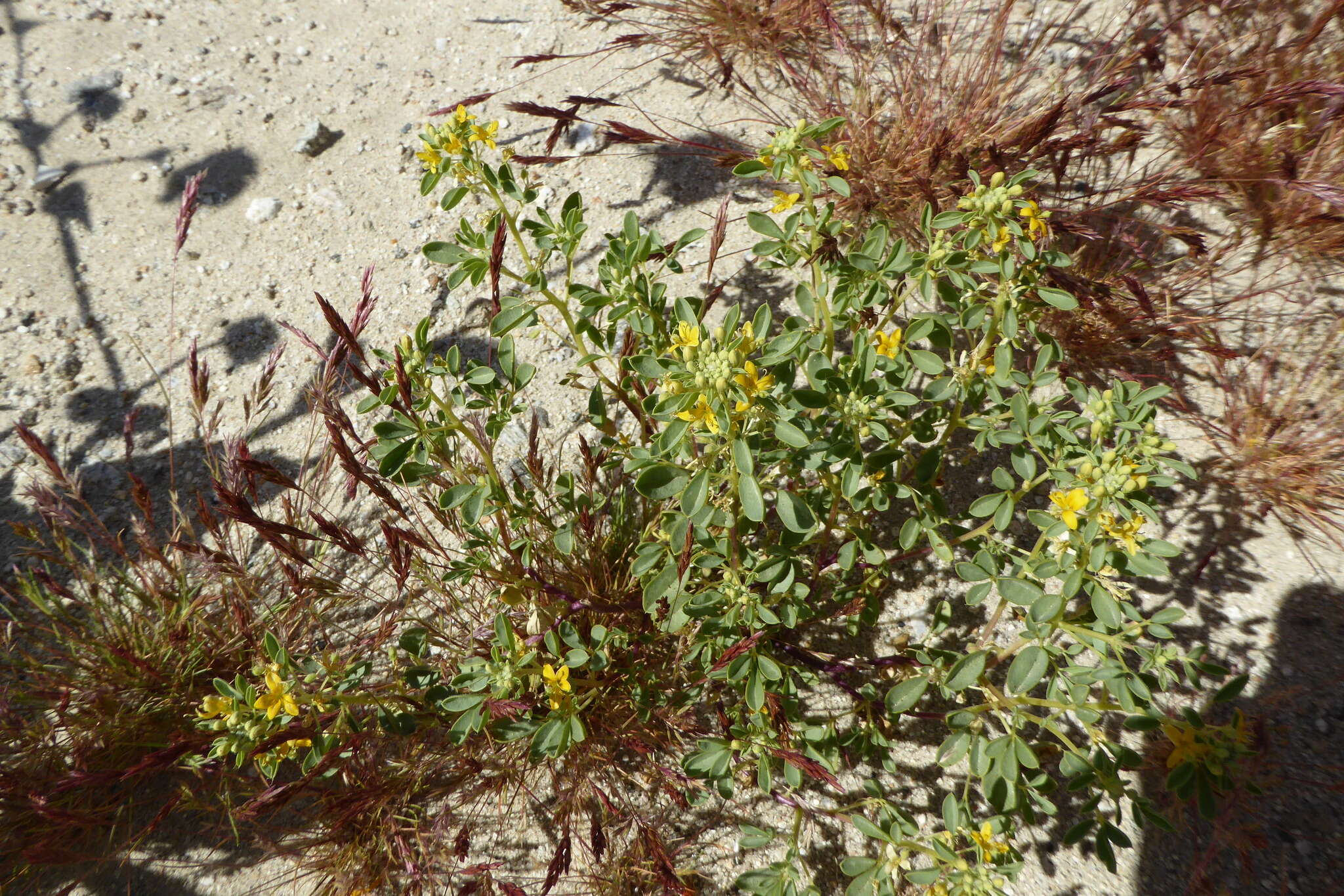 Image of Mojave cleomella