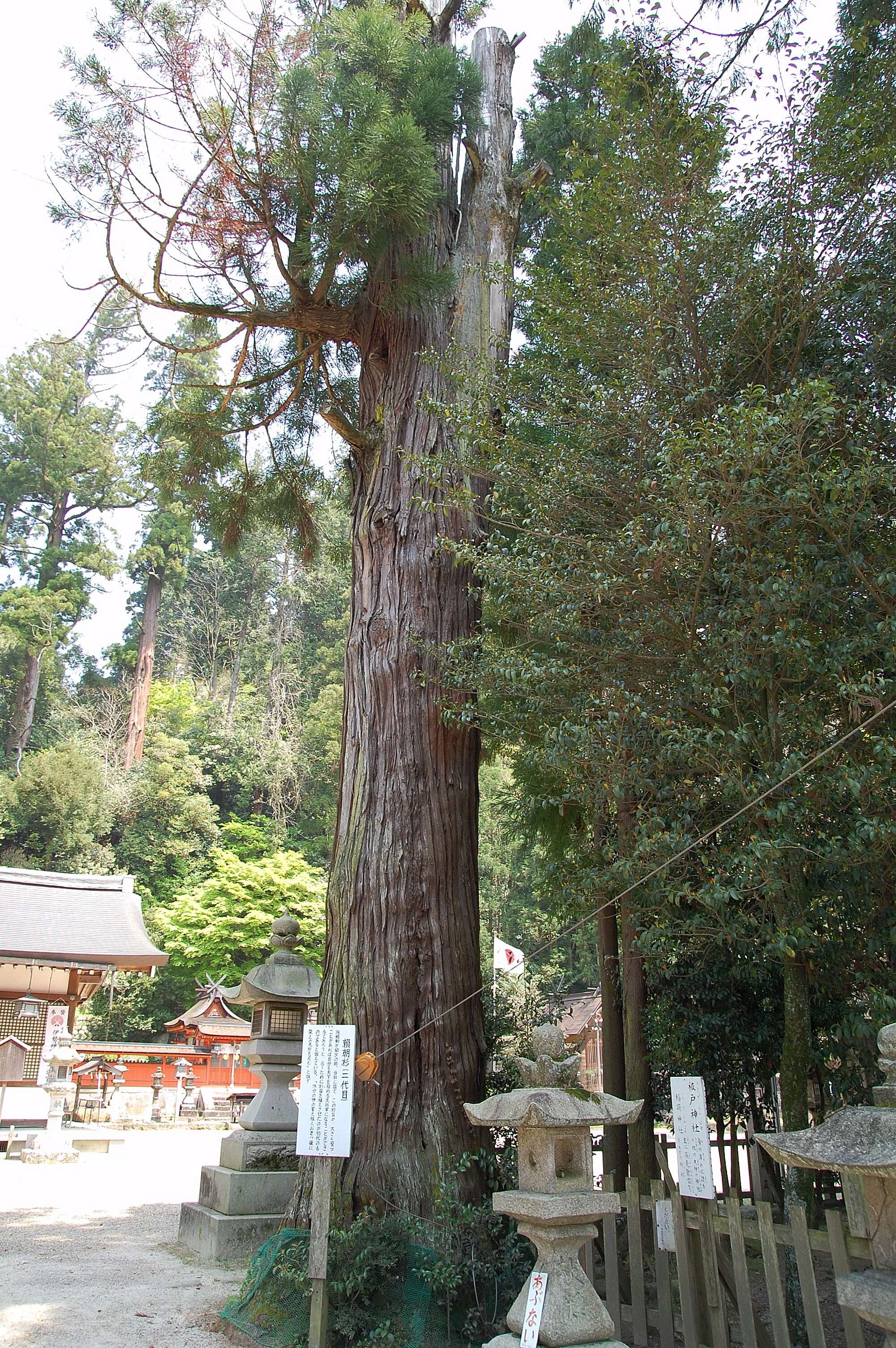 Image of Sugi