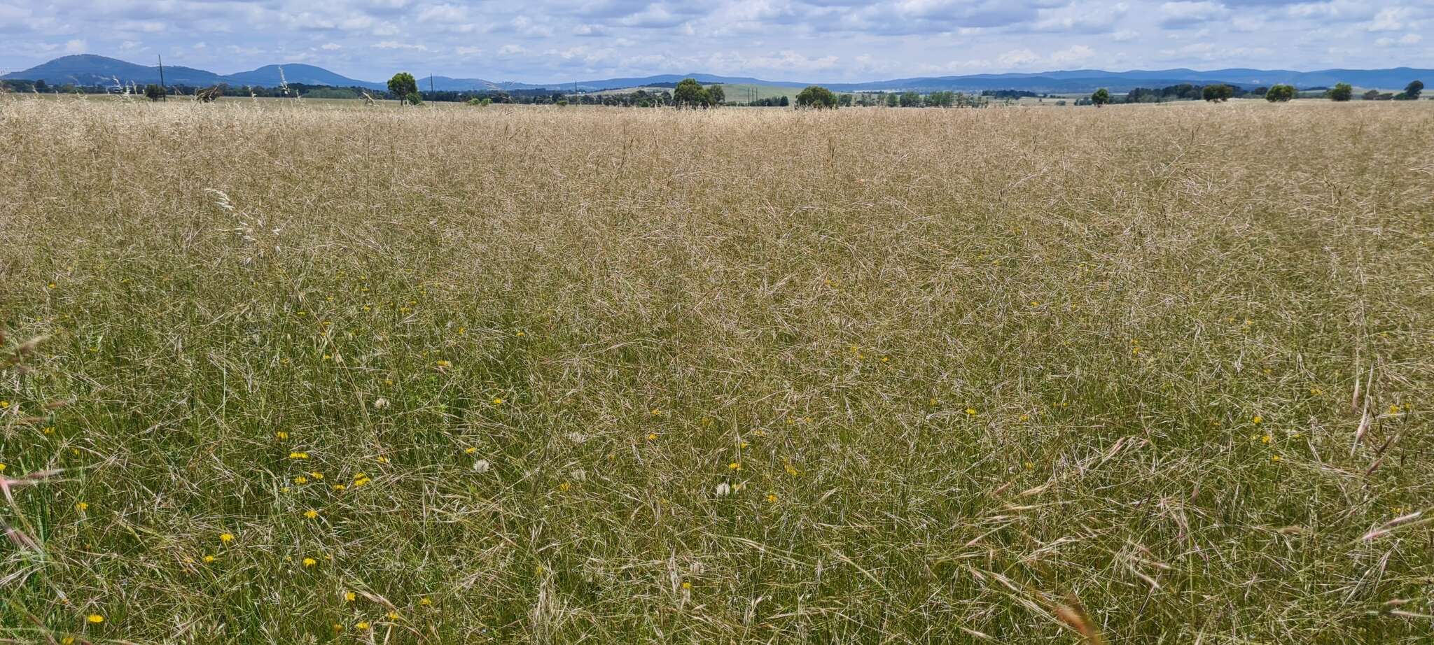 Image of Austrostipa bigeniculata (Hughes) S. W. L. Jacobs & J. Everett