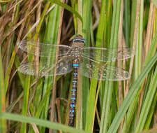 Image of Migrant Hawker