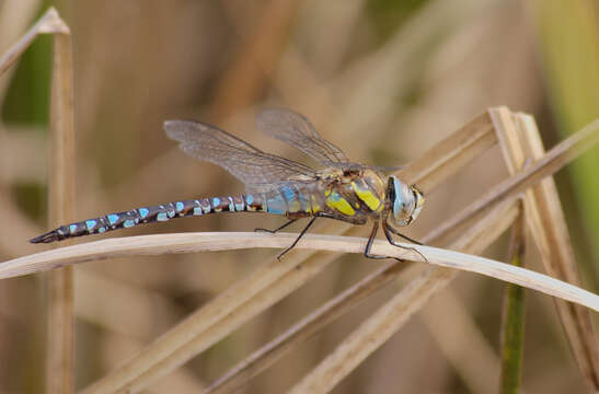 Image of Migrant Hawker