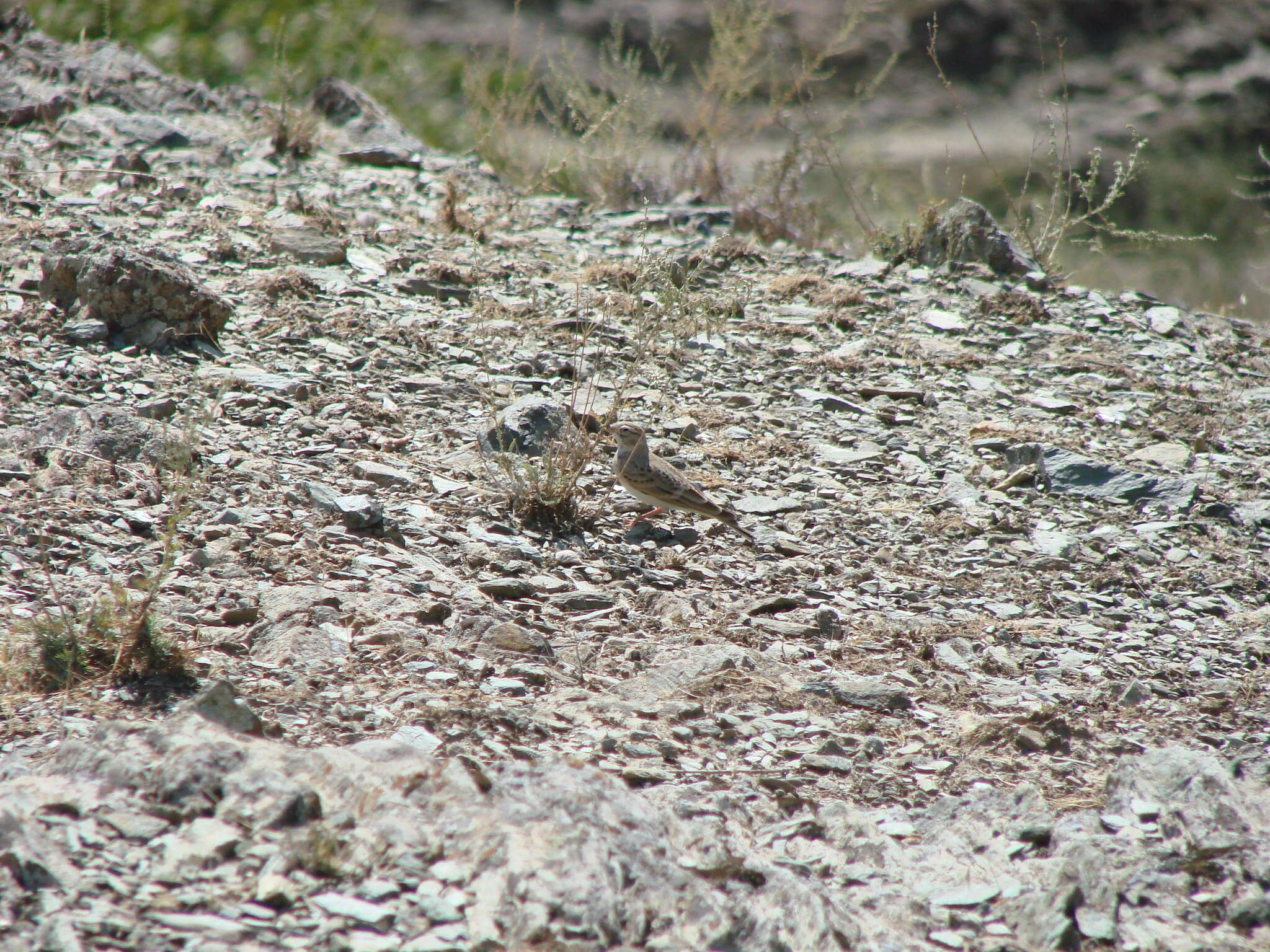 Image of Hume's Lark