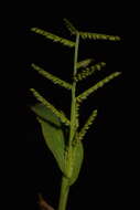 Image of Paspalum canarae (Steud.) Veldkamp