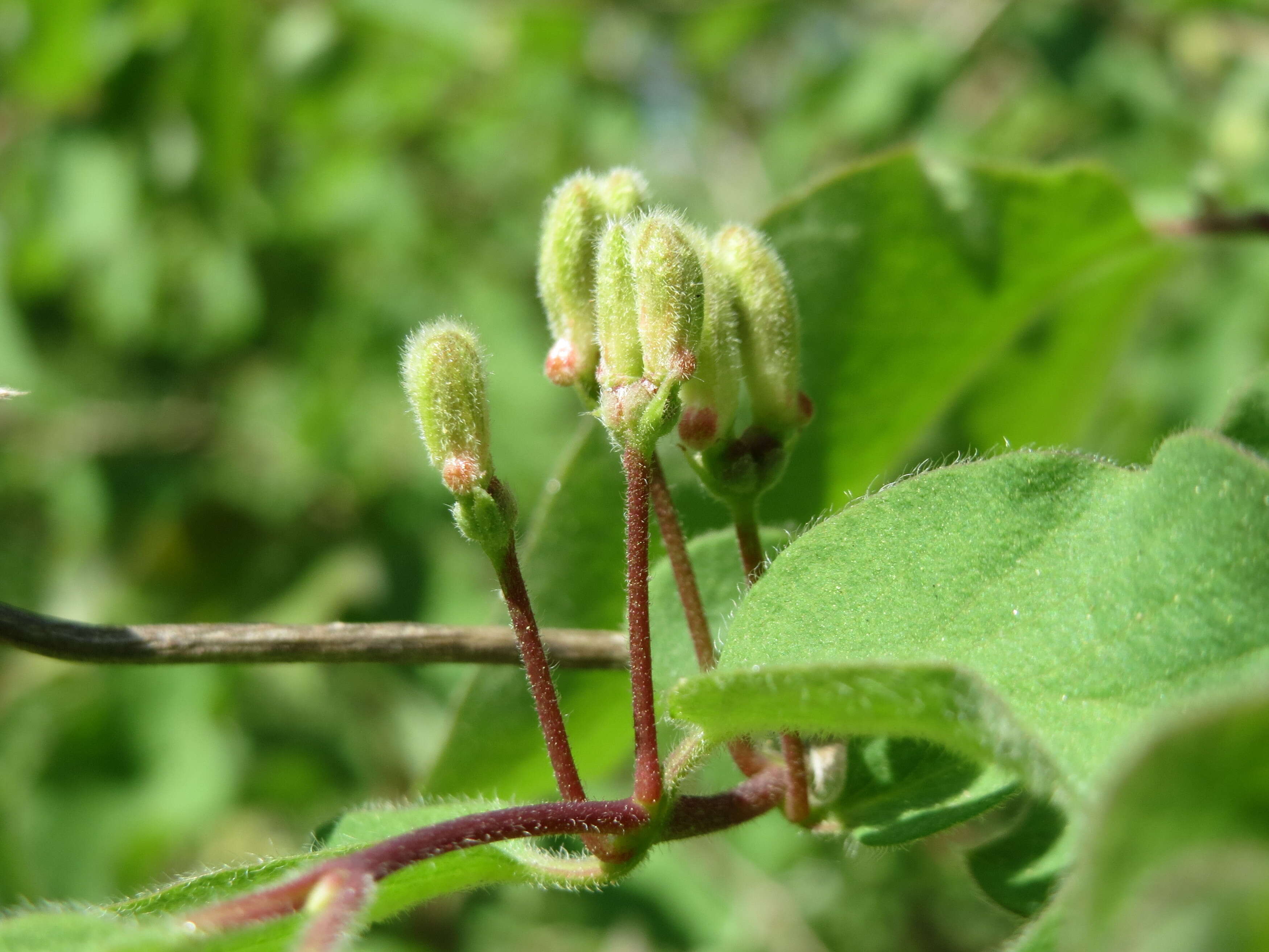 Image of dwarf honeysuckle