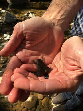 Image of African clawed frog