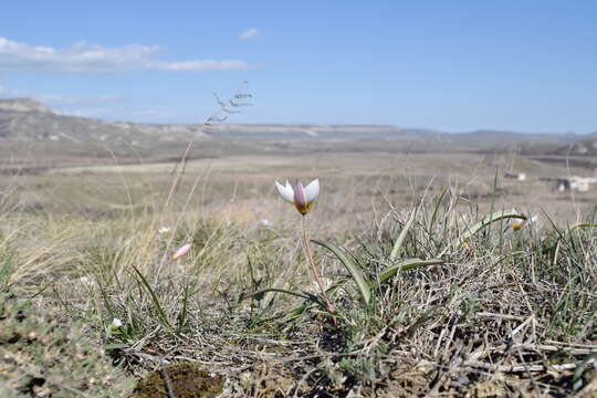 Image of Tulipa biflora Pall.