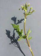 Image of bur chervil